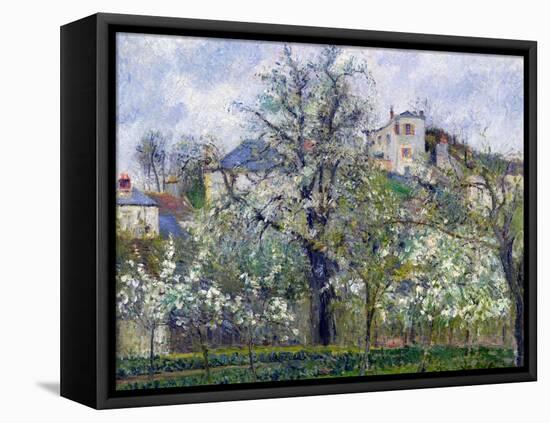 The Vegetable Garden with Trees in Blossom, Spring, Pontoise, 1877-Camille Pissarro-Framed Premier Image Canvas