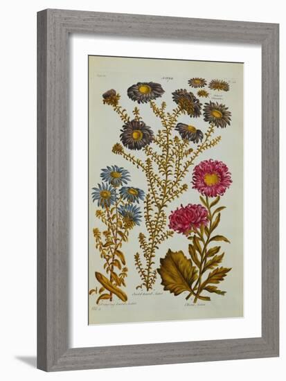 The Vegetable System: Aster-John Hill-Framed Giclee Print