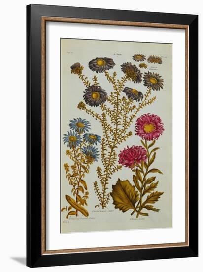 The Vegetable System: Aster-John Hill-Framed Giclee Print