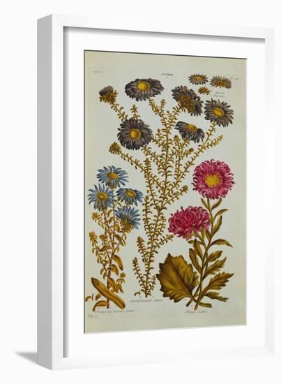 The Vegetable System: Aster-John Hill-Framed Giclee Print