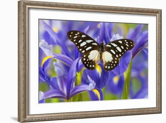 The Veined Swordtail Butterfly, Graphium Leonidas-Darrell Gulin-Framed Photographic Print