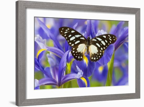 The Veined Swordtail Butterfly, Graphium Leonidas-Darrell Gulin-Framed Photographic Print