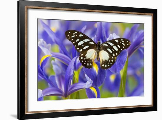 The Veined Swordtail Butterfly, Graphium Leonidas-Darrell Gulin-Framed Photographic Print