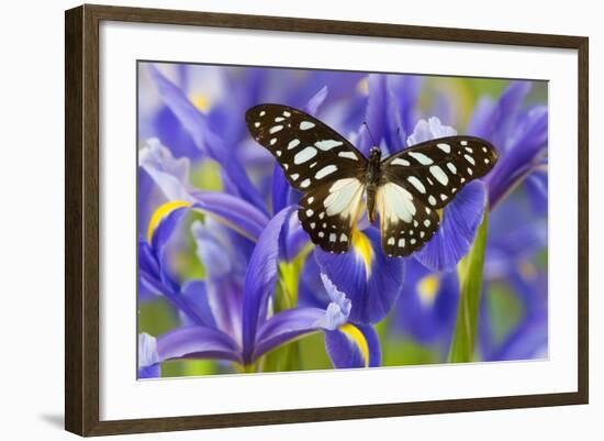 The Veined Swordtail Butterfly, Graphium Leonidas-Darrell Gulin-Framed Photographic Print