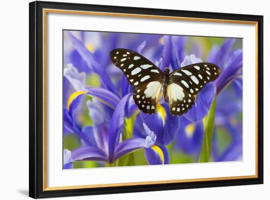 The Veined Swordtail Butterfly, Graphium Leonidas-Darrell Gulin-Framed Photographic Print