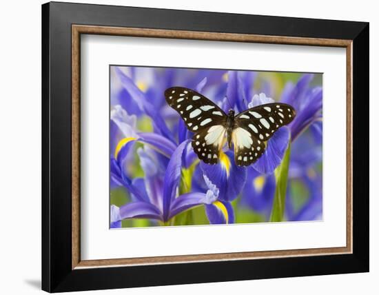 The Veined Swordtail Butterfly, Graphium Leonidas-Darrell Gulin-Framed Photographic Print