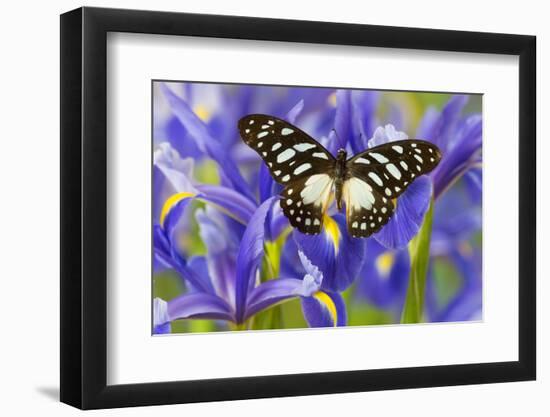 The Veined Swordtail Butterfly, Graphium Leonidas-Darrell Gulin-Framed Photographic Print