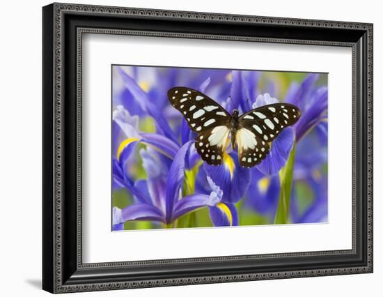 The Veined Swordtail Butterfly, Graphium Leonidas-Darrell Gulin-Framed Photographic Print