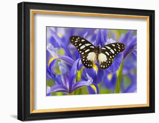 The Veined Swordtail Butterfly, Graphium Leonidas-Darrell Gulin-Framed Photographic Print