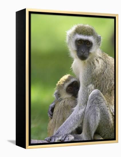 The Vervet Family-Susann Parker-Framed Premier Image Canvas