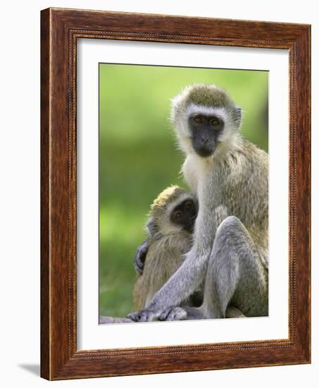 The Vervet Family-Susann Parker-Framed Photographic Print