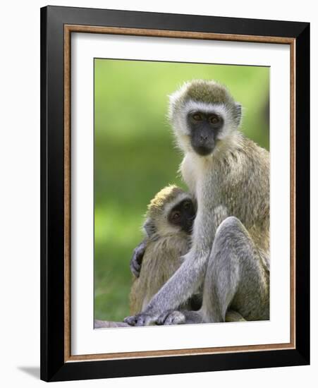 The Vervet Family-Susann Parker-Framed Photographic Print