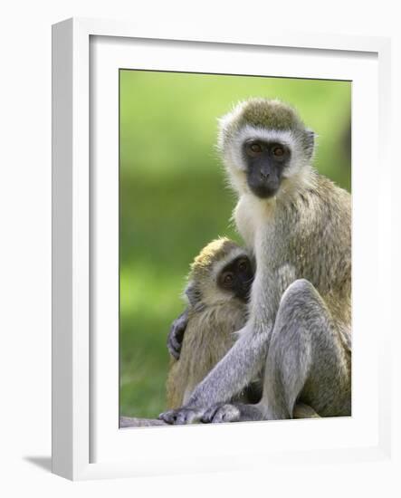 The Vervet Family-Susann Parker-Framed Photographic Print