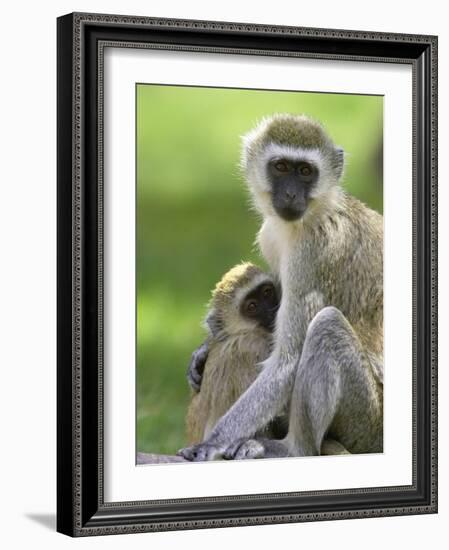 The Vervet Family-Susann Parker-Framed Photographic Print