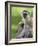 The Vervet Family-Susann Parker-Framed Photographic Print