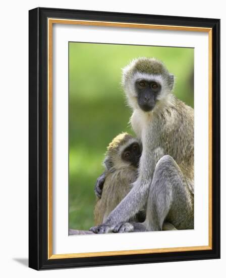 The Vervet Family-Susann Parker-Framed Photographic Print