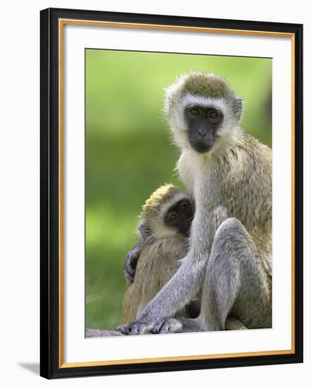 The Vervet Family-Susann Parker-Framed Photographic Print