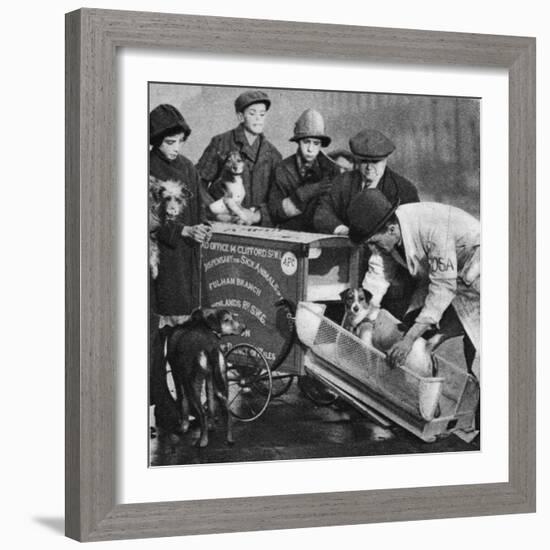 The Vet from the Fulham Branch of the People's Dispensary for Sick Animals-English Photographer-Framed Giclee Print