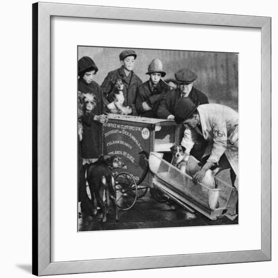 The Vet from the Fulham Branch of the People's Dispensary for Sick Animals-English Photographer-Framed Giclee Print