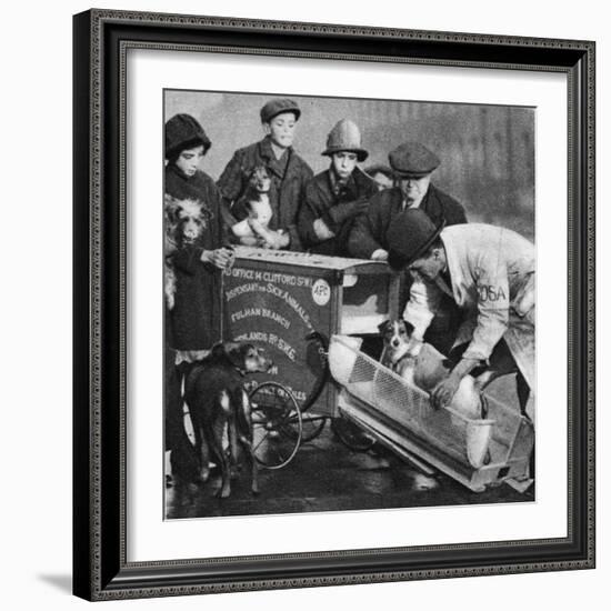 The Vet from the Fulham Branch of the People's Dispensary for Sick Animals-English Photographer-Framed Giclee Print