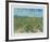 The Vineyard-Vincent van Gogh-Framed Collectable Print