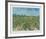 The Vineyard-Vincent van Gogh-Framed Collectable Print