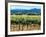 The Vineyards of Beaulieu Vineyards-null-Framed Photographic Print