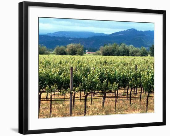 The Vineyards of Beaulieu Vineyards-null-Framed Photographic Print