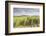 The vineyards of Sancerre, France. Known for its fine wines from grape varities such as pinot noir -Julian Elliott-Framed Photographic Print