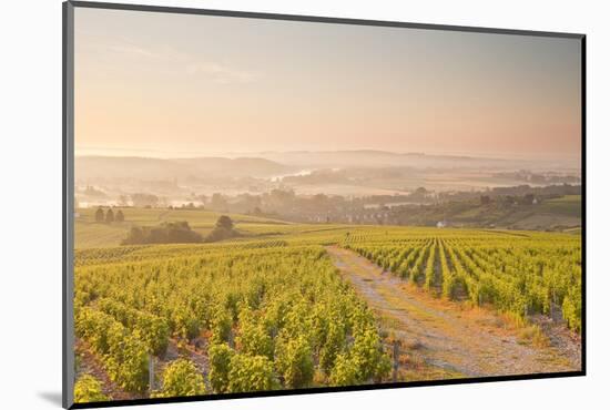 The Vineyards of Sancerre in the Loire Valley, Cher, Centre, France, Europe-Julian Elliott-Mounted Photographic Print