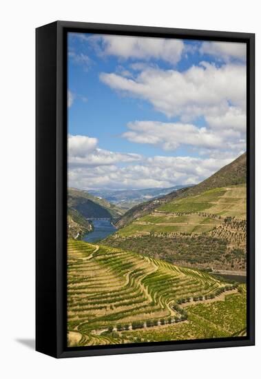 The Vineyards of the Douro Valley above Pinhao are Set on Terraced Hillsides above the Douro River.-Julianne Eggers-Framed Premier Image Canvas