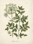 Botanica Angelica-The Vintage Collection-Giclee Print