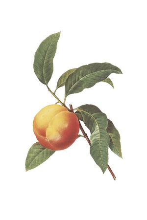 いみぎむる ART WORKS fruits Amazon.com: Imigimuru ART WORKS