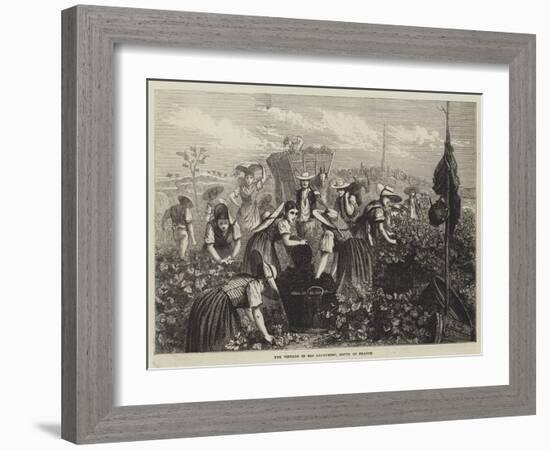 The Vintage in Bas Languedoc, South of France-null-Framed Giclee Print