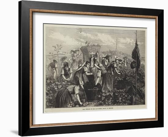 The Vintage in Bas Languedoc, South of France-null-Framed Giclee Print