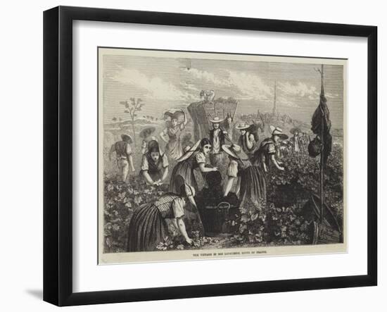 The Vintage in Bas Languedoc, South of France-null-Framed Giclee Print