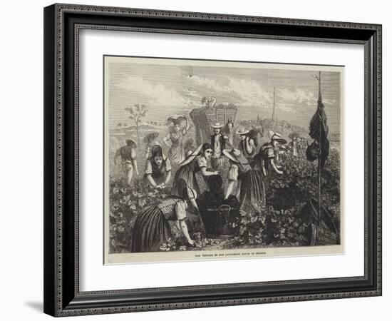 The Vintage in Bas Languedoc, South of France-null-Framed Giclee Print