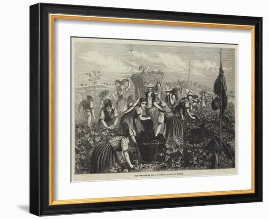 The Vintage in Bas Languedoc, South of France-null-Framed Giclee Print