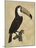 The Vintage Toucan I-Maria Mendez-Mounted Giclee Print