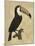 The Vintage Toucan I-Maria Mendez-Mounted Giclee Print
