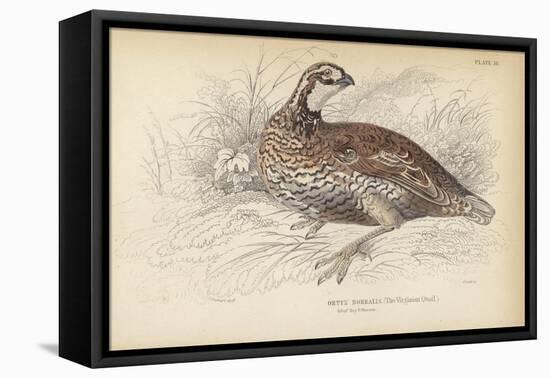 The Virginian Quail-Julius Stewart-Framed Premier Image Canvas