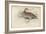 The Virginian Quail-Julius Stewart-Framed Giclee Print