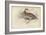 The Virginian Quail-Julius Stewart-Framed Giclee Print