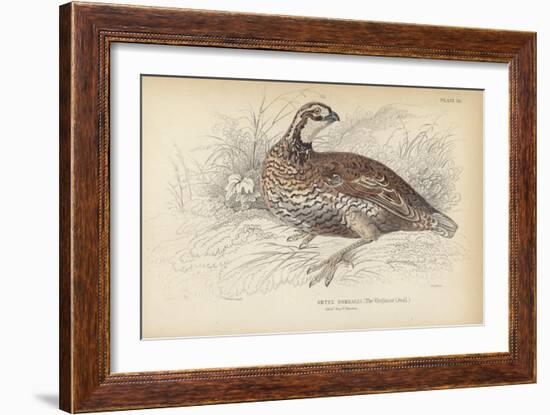 The Virginian Quail-Julius Stewart-Framed Giclee Print