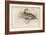 The Virginian Quail-Julius Stewart-Framed Giclee Print