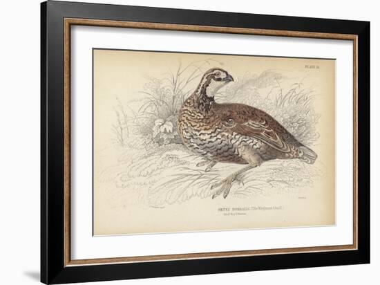 The Virginian Quail-Julius Stewart-Framed Giclee Print