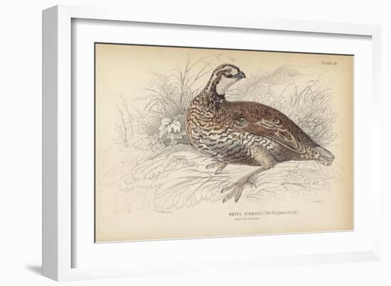 The Virginian Quail-Julius Stewart-Framed Giclee Print