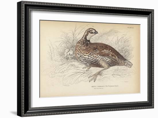 The Virginian Quail-Julius Stewart-Framed Giclee Print