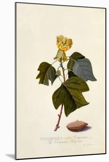 The Virginian Tulip Tree, C.1743-Georg Dionysius Ehret-Mounted Giclee Print