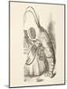 The Voice of the Lobster, from 'Alice's Adventures in Wonderland' by Lewis Carroll (1832 - 98), Pub-John Tenniel-Mounted Giclee Print